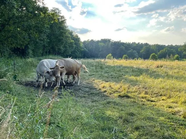Unter Den Linden هالبي